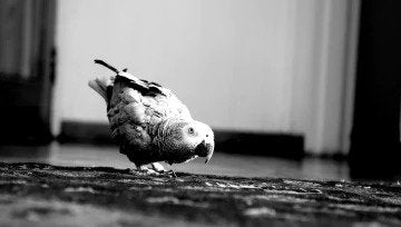 Lance Corporal Hartley Chimsoro, the African Grey Parrot, arrives on Mpata Farm and immediately starts developing his extensive vocabulary. Everyone strenuously denies they taught him any swear words.