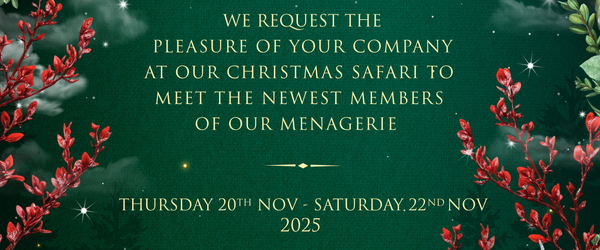 Harare Christmas Safari 2025